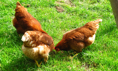 Da gackern die Hühner! Erlebnistag auf dem Geflügelhof Struve in Bistoftholz