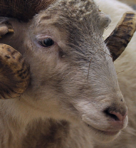 300 scharfe Schafe und zickige Ziegen “mähen” das Twedter Feld in Flensburg